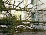 В Краснодаре поваленное сильным ветром дерево придавило двух женщин В Краснодаре поваленное сильным ветром дерево придавило двух женщин