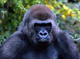 Повстанцы в Конго поклялись больше не убивать редчайших горных горилл