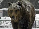 С наступлением настоящей зимы медведи в московском зоопарке опять уснули