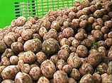 Крайне опасный вредитель - картофельная моль - атаковала урожай, собранный на юге России