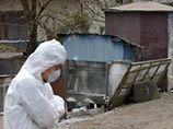 Японские власти в субботу подтвердили, что причиной последней массового падежа кур на птицеферме города Хюга в префектуре Миядзаки на южном острове Кюсю стал вирус H5N1