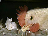 В Краснодарском крае зафиксирован падеж птицы, предварительно, от "птичьего гриппа"