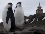 В Антарктиде повенчались русская и чилиец