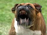 Кинологи  не  согласны  с  законопроектом СФ о разведении собак агрессивных пород