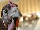 В графстве Суффолк из-за H5N1 уничтожены 160 тыс. индеек В графстве Суффолк из-за H5N1 уничтожены 160 тыс. индеек