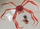 Ученые в Тихом океане обнаружили тысячи неизвестных видов морской фауны Ученые в Тихом океане обнаружили тысячи неизвестных видов морской фауны