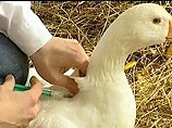 В Приморье началась массовая вакцинация птиц от "птичьего гриппа"  