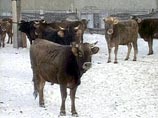 В Ставропольском крае злоумышленники угнали с фермы  31 корову