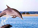 Для борьбы с террором под водой в США натаскивают дельфинов Для борьбы с террором под водой в США натаскивают дельфинов