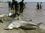WWF: российские квоты 2007 года на добычу черной икры легализуют браконьерство WWF: российские квоты 2007 года на добычу черной икры легализуют браконьерство