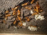 Китаец, заработавший 380 млн долларов на продаже муравьев, приговорен к казни