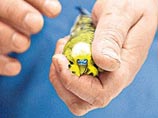 В Оренбургской области уничтожат 400 контрабандных попугаев