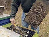 Американские апидологи в ужасе: медоносные пчелы дохнут как мухи 