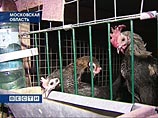 Эксперты протестировали три новых системы активной безопасности автомобилей Эксперты протестировали три новых системы активной безопасности автомобилей