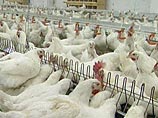 Выявленный в трех районах Подмосковья грипп птиц относится к подтипу H5N1