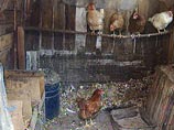 Ветеринарные службы Подмосковья зафиксировали падеж кур в одном из хозяйств Талдомского района Московской области