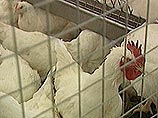 Межрайонная природоохранная прокуратура Московской области, считает, что куриц, зараженных "птичьим гриппом" могли продавать в магазинах Москвы