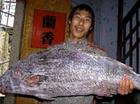 В дни празднования Нового года по лунному календарю китаец из южного приморского города Шаньтоу (провинция Гуандун) выловил рыбу, которая оценивается в 9 тысяч долларов