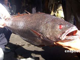 Китайский рыбак поймал рыбу стоимостью в 9 тысяч долларов США