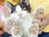 В Новой Зеландии родилась кошка с восемью лишними пальцами