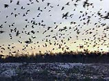 Весенняя миграция пернатых не несет серьезной угрозы массового распространения "птичьего гриппа" в стране, считает президент Союза охраны птиц России Виктор Зубакин