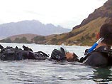 Еще один дайвер из РФ утонул в Красном море Еще один дайвер из РФ утонул в Красном море