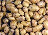 Ученые Кемерово получили патент на новый устойчивый к болезням сорт картофеля, носящий имя губернатора Тулеева