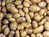 Ученые Кемерово получили патент на новый устойчивый к болезням сорт картофеля, носящий имя губернатора Тулеева Ученые Кемерово получили патент на новый устойчивый к болезням сорт картофеля, носящий имя губернатора Тулеева