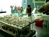 На Кубани у ворон обнаружен вирус "птичьего гриппа" На Кубани у ворон обнаружен вирус "птичьего гриппа"