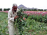 ООН предупреждает о резком росте производства наркотиков в Афганистане