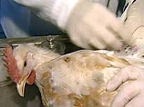 У погибшей в Адыгее домашней птицы обнаружен опасный для человека вирус "птичьего гриппа"