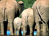 В Таиланде родился первый индийский слон "из пробирки"