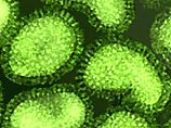 HИИ гриппа: вирус "птичьего гриппа" через  2-3 года может смениться опасным для людей вирусом 