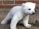 Немецкий защитник животных предложил убить белого медвежонка "из гуманных соображений"