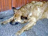 В Москве судят убийцу собаки