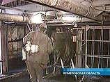 Поиски двух горняков в Кемеровской области осложняет прибывающая вода Поиски двух горняков в Кемеровской области осложняет прибывающая вода