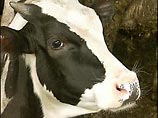 Таблетка размером с кулак на растительной основе в сочетании со специальной диетой и строгим режимом питания должна снизить процесс вырабатывания метана в организме коров, который скотина просто отрыгивает в атмосферу и выделяет во время дефекации