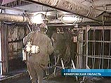 На шахте "Ульяновская" спасатели готовят оборудование для поиска двух пропавших горняков