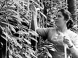 В 1957 году телешоу канала BBC объявило, что благодаря небывало теплой зиме и новому химикату, уничтожившему вредителя - макаронный долгоносик, шведскому фермеру удалось собрать прекрасный урожай макарон