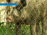 В поселке Городище Волгоградской области от чумы пала 41 свинья. Здесь объявлен режим биолого-социальной чрезвычайной ситуации