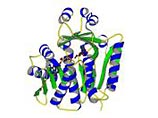 Кошачий паразит Toxoplazma gondii, вызывающий у людей болезнь токсоплазмоз, как выяснилось, умеет "управлять" одними из своих промежуточных хозяев - мышами с тем, чтобы гарантированно попасть в организм кошки Кошачий паразит Toxoplazma gondii, вызывающий у людей болезнь токсоплазмоз, как выяснилось, умеет "управлять" одними из своих промежуточных хозяев - мышами с тем, чтобы гарантированно попасть в организм кошки