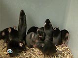 Уже несколько лет ученым известно, что присутствие паразита в организме мышей меняет их поведение - запах кошачьей мочи начинает нравиться грызунам вместо того, чтобы вызывать у них страх Уже несколько лет ученым известно, что присутствие паразита в организме мышей меняет их поведение - запах кошачьей мочи начинает нравиться грызунам вместо того, чтобы вызывать у них страх