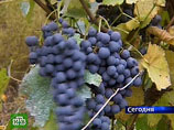 Ему принадлежат 59 гектаров первоклассных виноградников в самом центре престижного района Гран-Шампань.