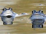 В британской реке Нин обнаружены пятилапые лягушки, передает британский телеканал Sky News