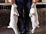 Видный немецкий кроликовод прекратил сотрудничество с КНДР: Ким Чен Ир съел 12 производителей Видный немецкий кроликовод прекратил сотрудничество с КНДР: Ким Чен Ир съел 12 производителей