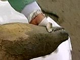 На Каспии сотнями гибнут тюлени. Причина пока неясна
