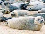 Число погибших на Каспии тюленей растет - причина неизвестна