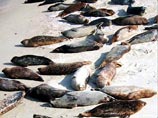Число погибших на Каспии тюленей растет - причина неизвестна