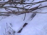 По данным следствия, женщина ножом перерезала ребенку горло и оставила умирать в лесу. Труп смогли обнаружить лишь недавно, когда в лесу сошел снег, сообщил собеседник агентства. По данным следствия, женщина ножом перерезала ребенку горло и оставила умирать в лесу. Труп смогли обнаружить лишь недавно, когда в лесу сошел снег, сообщил собеседник агентства.