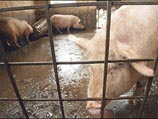 Не будешь есть свинину – не станешь "голубым", считают в мусульманском обществе Ahmadiyya Не будешь есть свинину – не станешь "голубым", считают в мусульманском обществе Ahmadiyya